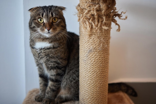 Trixie Sisal Kaplı Kedi Tırmalama Tahtası