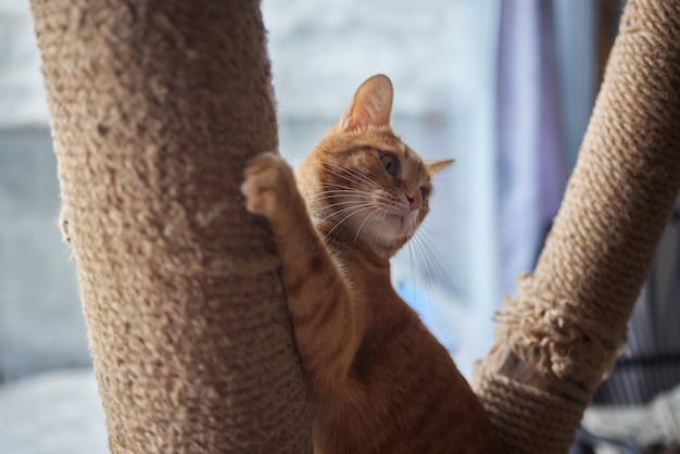 Trixie Sisal Kaplı Kedi Tırmalama Tahtası